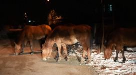 BOLU'DA AÇ KALAN YILKI ATLARI ŞEHİR MERKEZİNE İNDİ