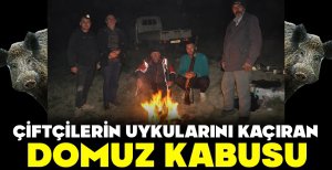 BOLU'DA ÇİFTÇİLERİN UYKULARINI KAÇIRAN DOMUZ KABUSU