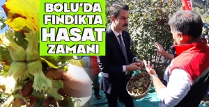 BOLU'DA FINDIKTA HASAT ZAMANI