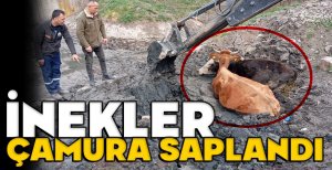 BOLU'DA OTLAYAN İNEKLER ÇAMURA BATTI