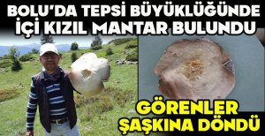 BOLU'DA TEPSİ BÜYÜKLÜĞÜNDE İÇİ KIZIL MANTAR BULUNDU... GÖRENLER ŞAŞKINA DÖNDÜ