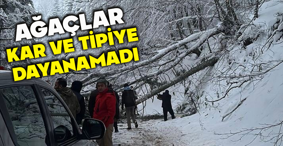 AĞAÇLAR KAR VE TİPİYE DAYANAMADI