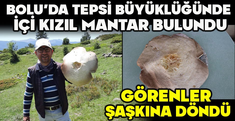BOLU’DA TEPSİ BÜYÜKLÜĞÜNDE İÇİ KIZIL MANTAR BULUNDU... GÖRENLER ŞAŞKINA DÖNDÜ