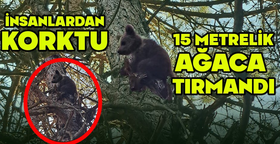 İNSANLARDAN KORKAN YAVRU AYI 15 METRELİK AĞACA TIRMANDI