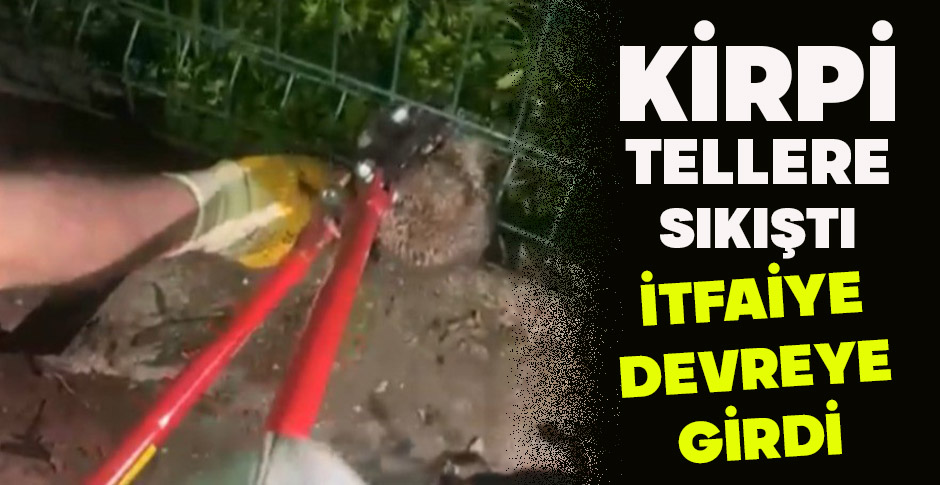KİRPİ TELLERE SIKIŞTI, İTFAİYE DEVREYE GİRDİ