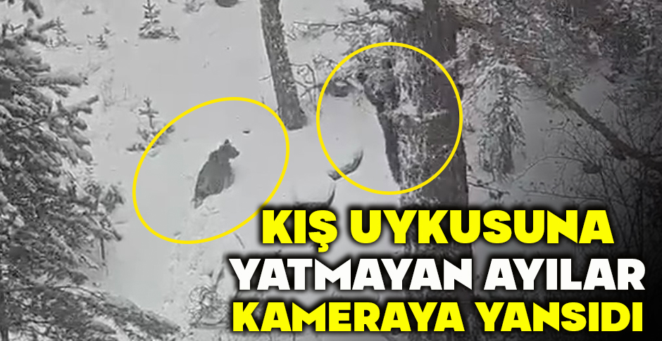 KIŞ UYKUSUNA YATMAYAN AYILAR KAMERAYA YANSIDI