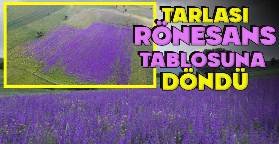 MACAR FİĞİ EKTİ... TARLASI RÖNESANS TABLOSUNA  DÖNDÜ