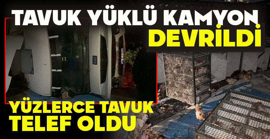 TAVUK YÜKLÜ KAMYON DEVRİLDİ: YÜZLERCE TAVUK TELEF OLDU