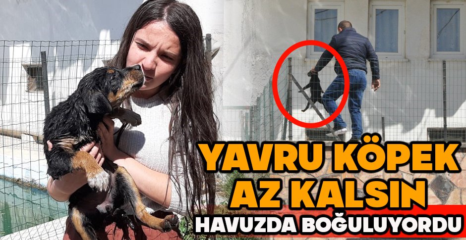 YAVRU KÖPEK AZ KALSIN HAVUZDA BOĞULUYORDU
