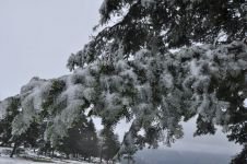 ÇAM AĞAÇLARININ YAPRAKLARI BUZ TUTTU