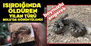 ISIRDIĞINDA ÖLDÜREN YILAN TÜRÜ BOLU'DA GÖRÜNTÜLENDİ