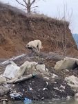 MAHSUR KALAN YAVRU KÖPEKLERİN İMDADINA İTFAİYE YETİŞTİ
