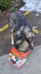 YİYECEK ARARKEN KAFASINI TENEKEYE SIKIŞTIRAN KÖPEĞİN YARDIMINA İTFAİYE YETİŞTİ