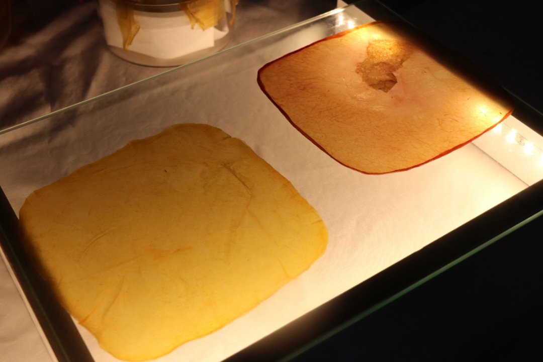 BOLU'DA LİSELİLERDEN ÇIĞIR AÇAN BULUŞ! MANTARDAN VEGAN DERİ ÜRETTİLER