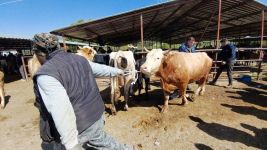 704 KİLOLUK DANA İÇİN DAKİKALARCA PAZARLIK YAPTILAR