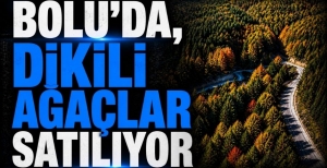 BOLU'DA, DİKİLİ AĞAÇLAR SATILIYOR