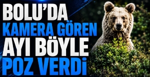 BOLU'DA KAMERA GÖREN AYI BÖYLE POZ VERDİ