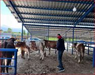 BOLU'DA KURBAN PAZARLARINA YÖNELİK DENETİM YAPILDI