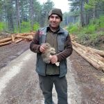 BOLU'DA TOMRUKLARIN ARASINA SIKIŞAN YAVRU TAVŞANI ORMANCILAR KURTARDI