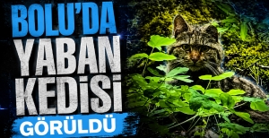 BOLU'DA YABAN KEDİSİ GÖRÜLDÜ
