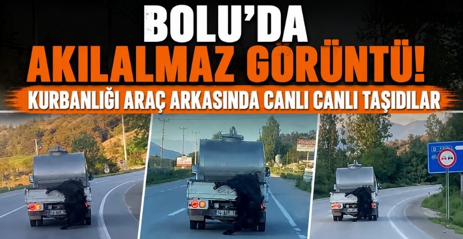 BOLU’DA AKILALMAZ GÖRÜNTÜ! KURBANLIĞI ARAÇ ARKASINDA CANLI CANLI TAŞIDILAR