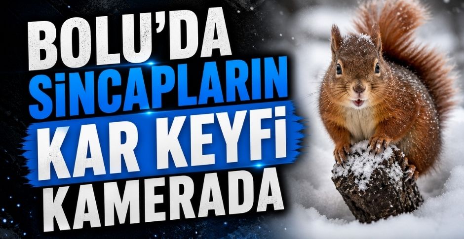 BOLU’DA SİNCAPLARIN KAR KEYFİ KAMERADA
