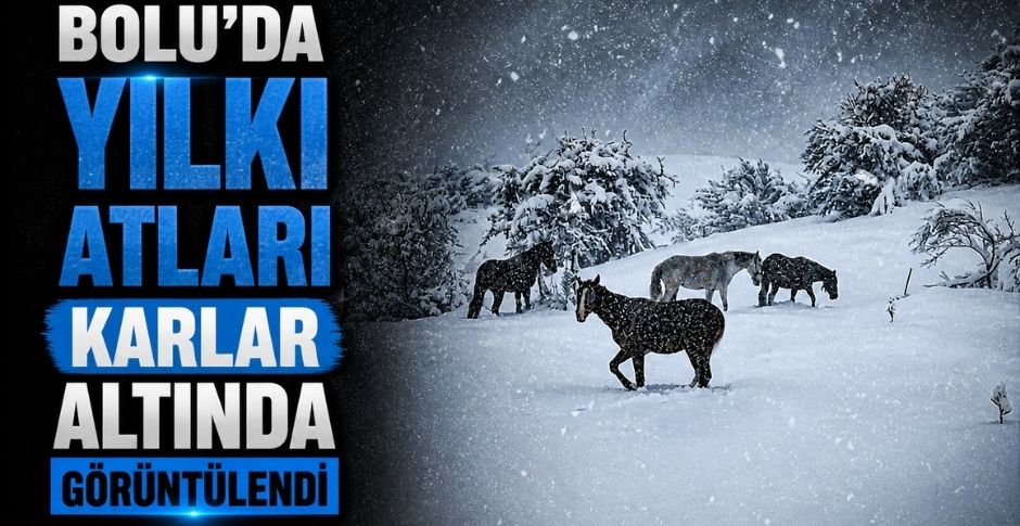 BOLU'DA YILKI ATLARI KARLAR ALTINDA GÖRÜNTÜLENDİ