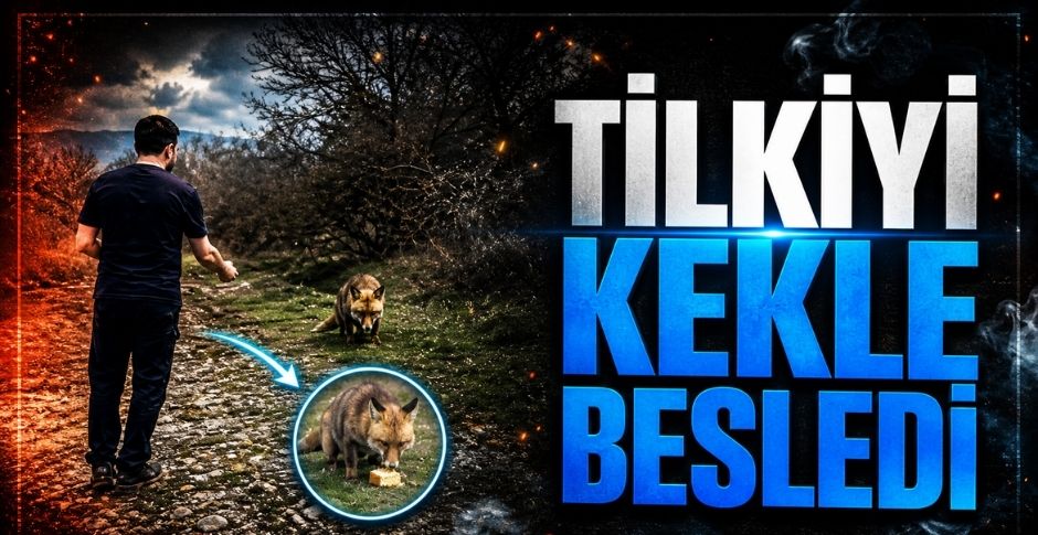 TİLKİYİ KEKLE BESLEDİ